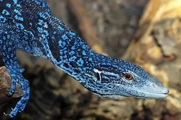 Echsen  kaufen und verkaufen Foto: suche varanus macraei 0.1.