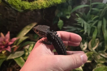 Skinks kaufen und verkaufen Photo: Crocodile Skink (Tribolonotus gracilis) – junges Paar aus Privathaltun