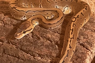 Schlangen kaufen und verkaufen Foto: Python Regius und Boa c. Imperator zur Abgabe