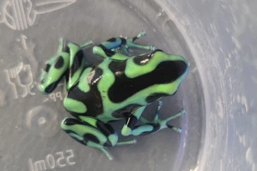 Poison dart frogs kaufen und verkaufen Photo: Dendrobates Auratus Costa Rica Zuchtpaar / Gruppe