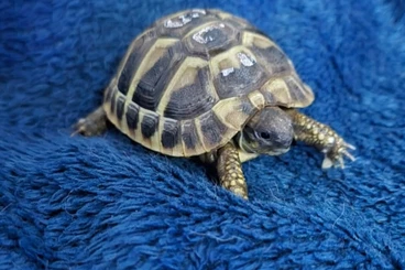 Turtles and Tortoises kaufen und verkaufen Photo: Griechische landschildkröte