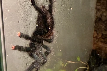 - bird spiders kaufen und verkaufen Photo: Avicularia metallica mit Terrarium abzugeben