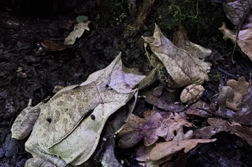 frogs kaufen und verkaufen Photo: Pelobatrachus ( ex Megophrys) nasutus
