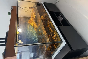 Turtles kaufen und verkaufen Photo: Vermittlung von zwei Höckerschildkröten (Graptemys(m w, ca. 14 Jahre)