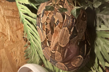 Boas kaufen und verkaufen Photo: 3 schöne, gesunde Boas abzugeben