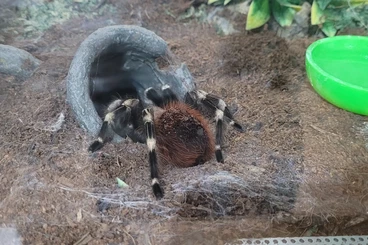 Vogelspinnen kaufen und verkaufen Foto: Nhandu Chromatus abzugeben 0.1