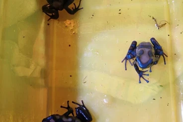 Poison dart frogs kaufen und verkaufen Photo: Dendrobates Tinctorius Brasilianer, Auratus Peña Blanca