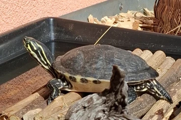 Turtles and Tortoises kaufen und verkaufen Photo: Gelbwangen-Schmuckschildkröte (Trachemys scripta scripta) abzugeben