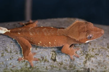 Geckos kaufen und verkaufen Foto: Kronengecko / Correlophus Ciliatus