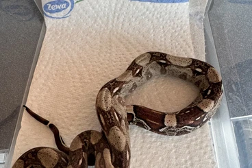 Boas kaufen und verkaufen Photo: Baby-Boas MIX zu verkaufen