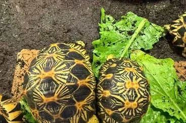 Tortoises kaufen und verkaufen Photo: Radiata tortoise specimens available