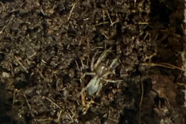 Vogelspinnen kaufen und verkaufen Foto: Brachypelma Hamorii 8 mm groß