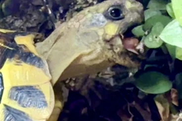 Landschildkröten kaufen und verkaufen Foto: Testudo hermanni hermanni, NZ aus 2025