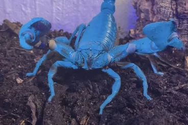 Skorpione kaufen und verkaufen Foto: Thailändischer skorpion 5-6 stück