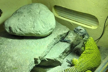 Echsen  kaufen und verkaufen Foto: Looking for uromastyx nigriventris