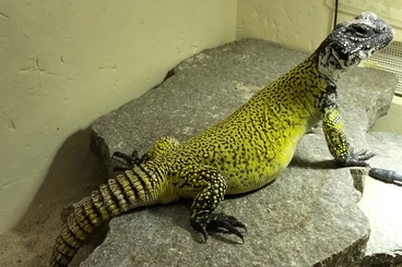 Lizards kaufen und verkaufen Photo: Looking for 0.1 uromastyx nigriventris