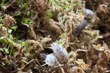Insekten kaufen und verkaufen Foto: Asseln Porcellio laevis "Panda" + "Black"