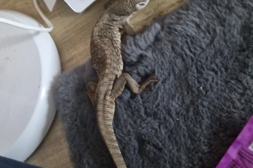 Warane kaufen und verkaufen Foto: Tausch steppenwaran gegen Teju