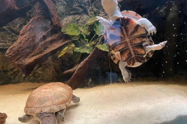 Schildkröten  kaufen und verkaufen Foto: Pelomedusa Variabilis Pärchen