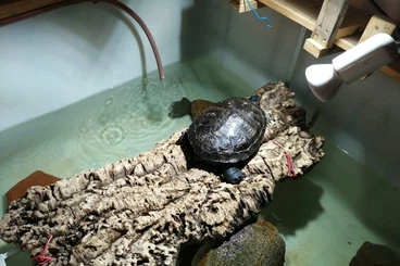 Sumpfschildkröten kaufen und verkaufen Foto: Rotwangen Schmuckschildkröte Trachemys scripta elegans