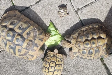 Landschildkröten kaufen und verkaufen Foto: Griechische Landschildkröten