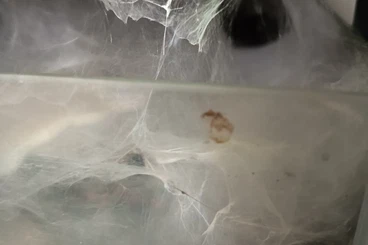 other spiders kaufen und verkaufen Photo: Linothele sericata Trichterspinne