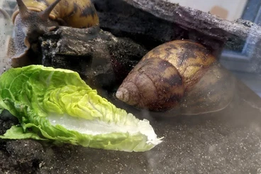 Mollusca kaufen und verkaufen Photo: Achatina achatina abzugeben