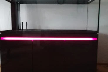 Schildkröten  kaufen und verkaufen Foto: 2× Floriada Schmuckschildkröten, 2x Rotbauch-Spitzkopfschildkröten