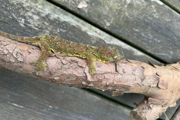 Geckos kaufen und verkaufen Foto: 1.1 proven mniarrogekko chahoua