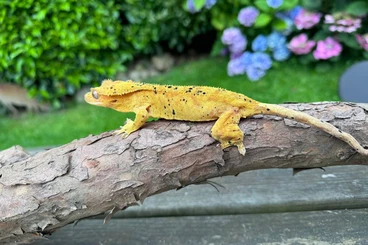 Geckos kaufen und verkaufen Foto: 1.1 proven couple super dalmation crested gekko
