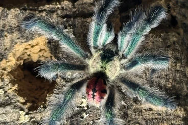 - bird spiders kaufen und verkaufen Photo: Typhochlaena seladonia 1.0