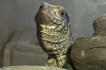 Warane kaufen und verkaufen Foto: Steppenwaran (Varanus exanthematicus)