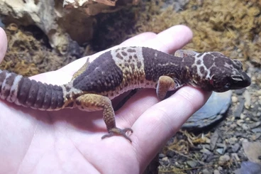 Echsen  kaufen und verkaufen Foto: Breeding pair of viper geckos