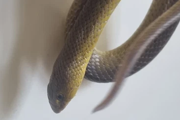 Snakes kaufen und verkaufen Photo: Scaphiophis albopunctatus