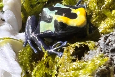 Poison dart frogs kaufen und verkaufen Photo: Suche 0.1 Tinctorius robertus
