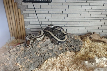 Königspythons kaufen und verkaufen Foto: Zwei Königspythons, 1 Männchen und 1 Weibchen