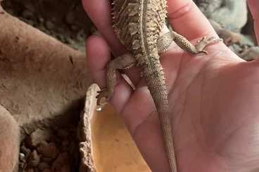 Bartagamen kaufen und verkaufen Foto: Zwergbartagame sucht Zuhause