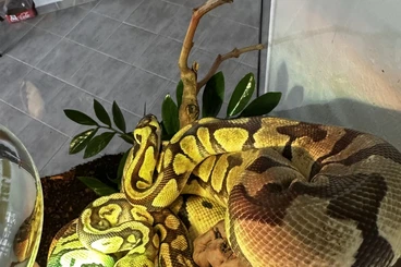 Königspythons kaufen und verkaufen Foto: Königsphytons geschwister
