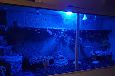 Königspythons kaufen und verkaufen Foto: Schlange in gute Hände abzugeben