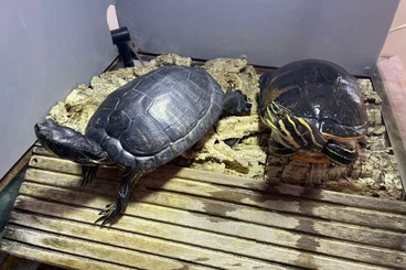 Sumpfschildkröten kaufen und verkaufen Foto: Sumpfschildkröten an erfahrene Halter abzugeben (20 und 18 Jahre alt)