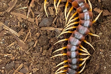 Myriapoda kaufen und verkaufen Photo: Scolopendra White leg peru