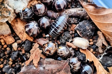 Crustraceae non aquatic kaufen und verkaufen Photo: Disponibilità vari isopodi e blatte