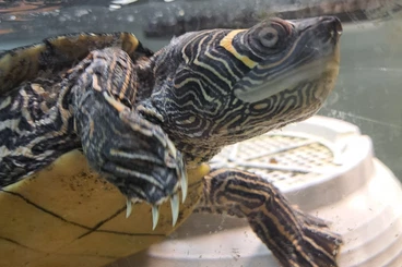 Turtles kaufen und verkaufen Photo: 2 Mississippi-Höckerschildkröten abzugeben