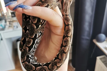 Boas kaufen und verkaufen Photo: Südliche Madagaskar Boa 1.0 (Acrantophis dumerili)