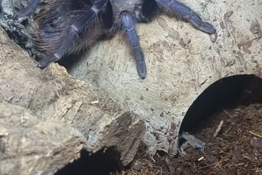 Vogelspinnen kaufen und verkaufen Foto: Pterinopelma Sazimai 0.1 mit Terrarium voll eingerichtet