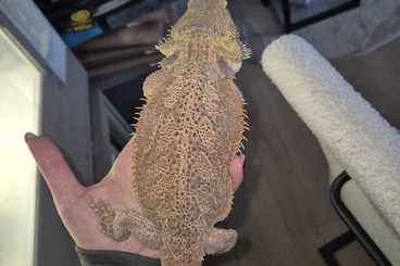 Bearded dragons kaufen und verkaufen Photo: Zwei süße Bartagame