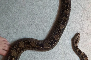 Boas kaufen und verkaufen Photo: Tarahumara Zwergboa Pärchen