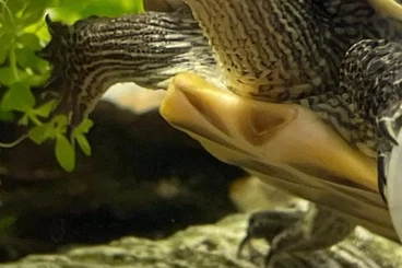 Schildkröten  kaufen und verkaufen Foto: Chinesische Streifenschildkröte (Jungtier) in verantwortungsvolle Händ