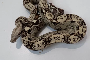 Boas kaufen und verkaufen Photo: 1.2 Boa Constrictor cb25 vpi/img/project