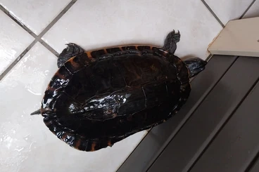 Turtles and Tortoises kaufen und verkaufen Photo: 4 Gelbwangenschmuckschildkröten in gute Hände abzugeben